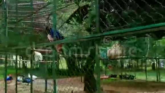 动物园笼子里树枝和地上五颜六色的白色孔雀视频的预览图