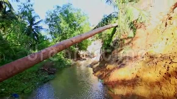 特写一棵大棕榈树在仙女溪上倒下视频的预览图