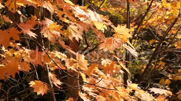 树上橘红色的枫叶在风中飘扬秋天的季节视频的预览图