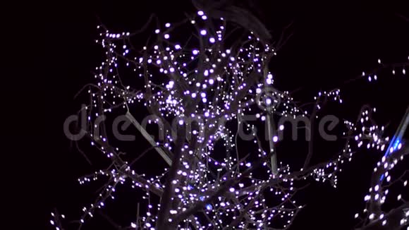 用仙女灯装饰的树的特写视频的预览图