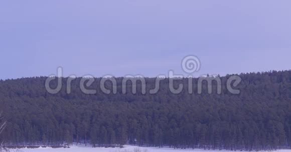 冰霜中的森林冬季景观白雪覆盖的树木桦树林覆盖着雪和雾冬季景色视频的预览图