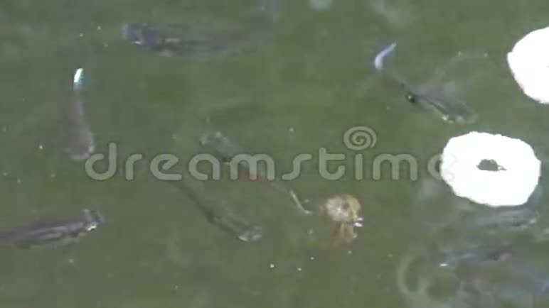 在一个热带池塘里以欢乐为食的活泼的鱼视频的预览图