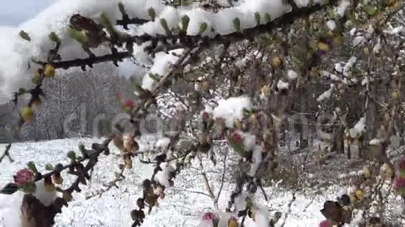 冬季森林在树的风枝上扭动视频的预览图