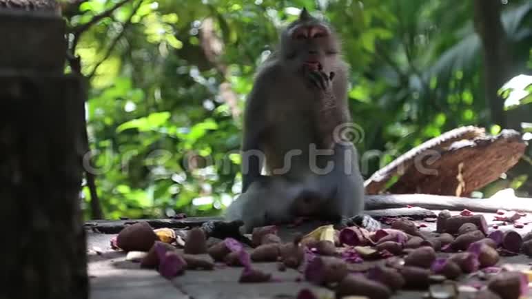 森林里的滑稽猴子巴厘岛乌布视频的预览图