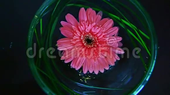 粉红色的花浮在玻璃花瓶上背景很黑视频的预览图