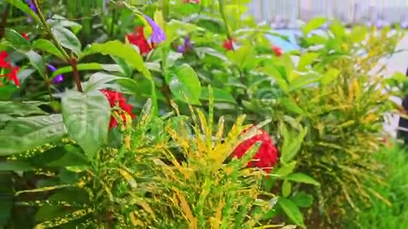 热带灌木丛中的大红色圆形花朵视频的预览图