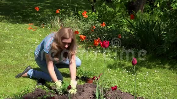 年轻孕妇在花园里种花视频的预览图
