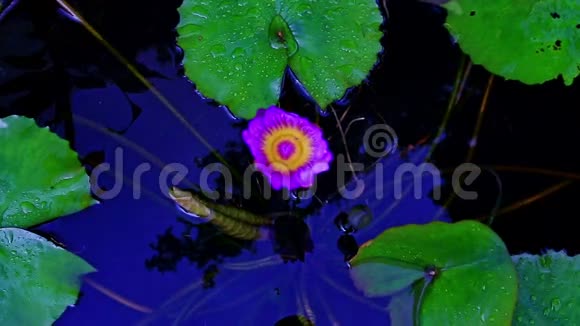 热带公园沼泽中的大型紫水花视频的预览图