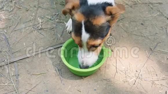 狗从碗里喝水视频的预览图