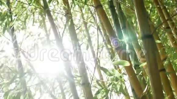 丛丛绿竹对视频的预览图
