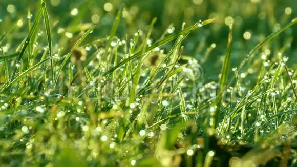 模糊的绿草背景与水滴和晨露近景视频的预览图