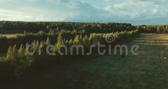 空中无人机观看日落和田野树间的光有松树和冷杉的俄罗斯风景晴天在视频的预览图