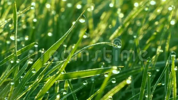 模糊的绿草背景与水滴和晨露近景视频的预览图