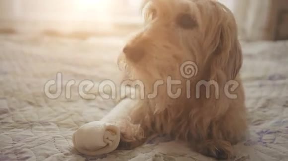 Cutedachshund6岁躺在床上全身骨头视频的预览图
