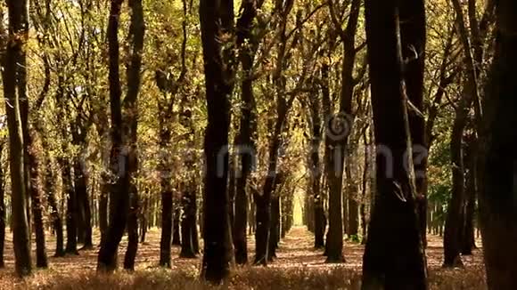 秋天的橡树园被阳光淹没视频的预览图