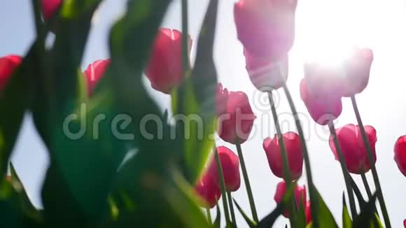 美丽的红色郁金香在蓝天上绽放视频的预览图