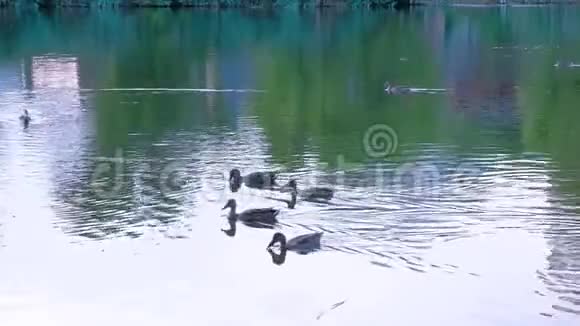 傍晚在城市池塘里漂浮的野鸭视频的预览图