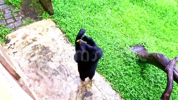 大黑熊站在动物园墙上的露天笼子里视频的预览图