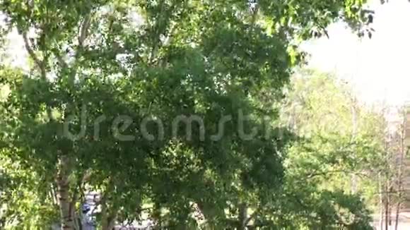 城市里的树冠视频的预览图