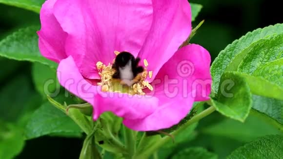 罗格萨玫瑰花中收集土蜂视频的预览图