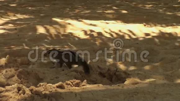 松鼠在马尔代夫的沙滩上啃坚果视频的预览图