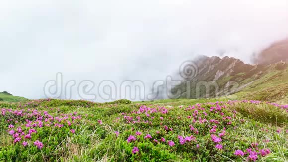 夏日山上神奇的粉色杜鹃花低云低雾视频的预览图