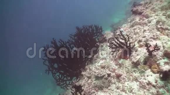 马尔代夫海底清澈海底背景下的红珊瑚视频的预览图