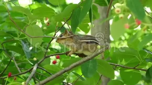 年轻的花栗鼠躲在树枝上视频的预览图