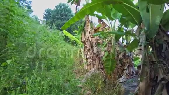 在生长着幼嫩手掌的热带植物中钻动视频的预览图