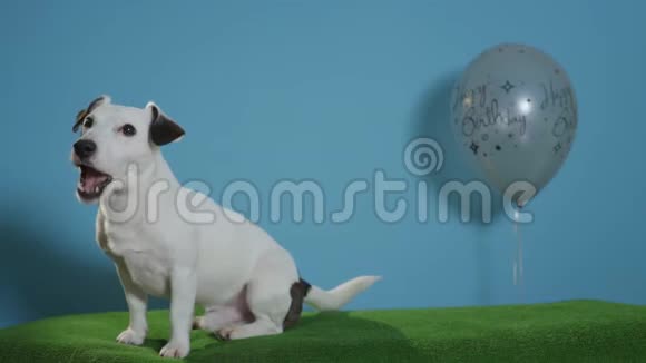 杰克罗塞尔猎犬生日快乐气球绿松石背景视频的预览图