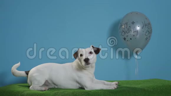 杰克罗塞尔猎犬带着绿色背景的生日快乐气球视频的预览图