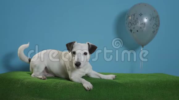 杰克罗塞尔猎犬带着绿色背景的生日快乐气球视频的预览图