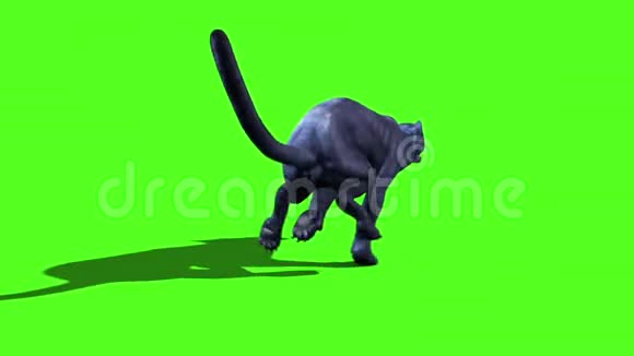 黑豹猫猫草绿色屏幕背面3D渲染动画动物视频的预览图