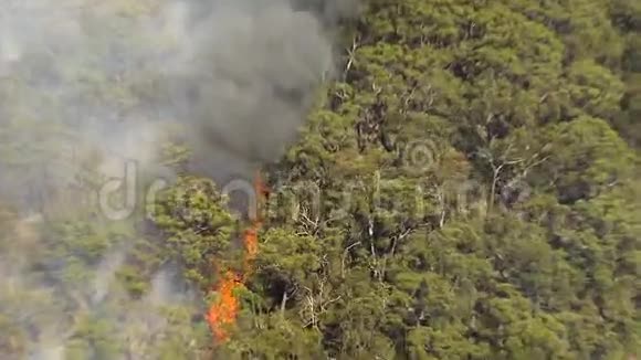 在森林里的火焰烟雾被浇上水视频的预览图