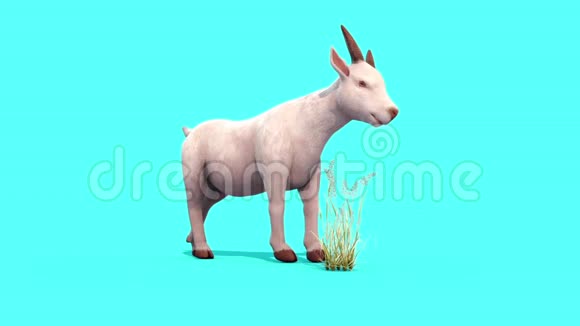 山羊吃草动物蓝屏3D渲染动画视频的预览图