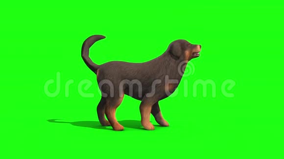 黑色大狗树皮边绿屏3D渲染动画视频的预览图