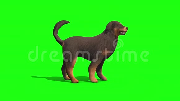 黑色大狗侧绿屏3D渲染动画视频的预览图