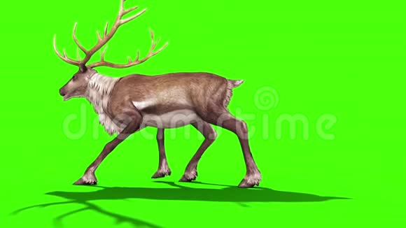 动物驯鹿侧绿色屏幕三维渲染动画视频的预览图