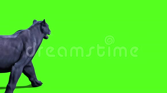 黑豹猫走绿色屏幕背面3D渲染动画动物视频的预览图