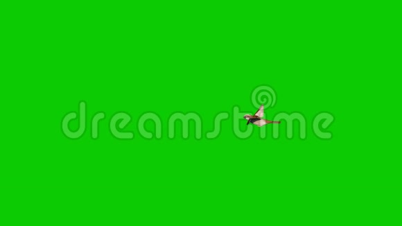 雀鸟飞绕绿屏非常近圈3D渲染动画视频的预览图