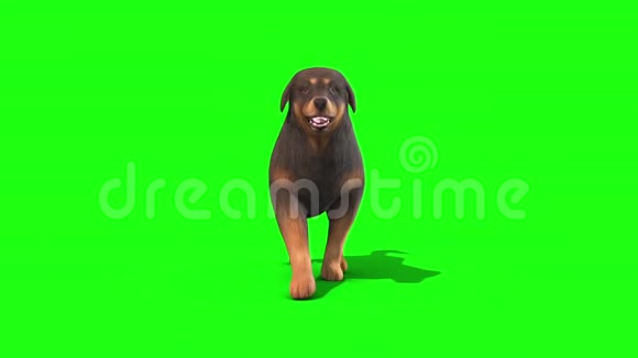黑色大狗走行前绿色屏幕3D渲染动画视频的预览图