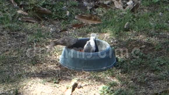 地面鸽子在贝尔蒙特的房子里吃狗粮视频的预览图