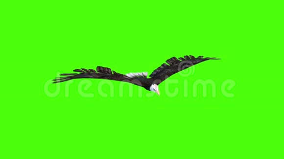 美国鹰滑翔绿色屏幕视频的预览图