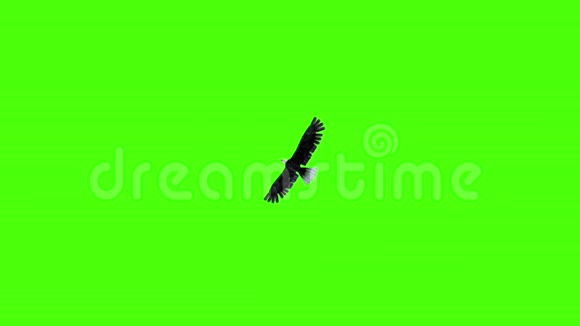美国鹰滑过绿幕视频的预览图