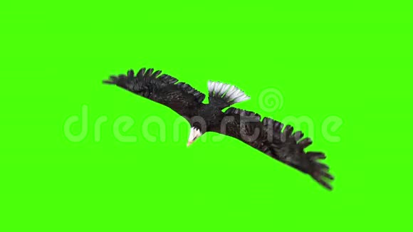 美国鹰飞顶部绿色屏幕视频的预览图