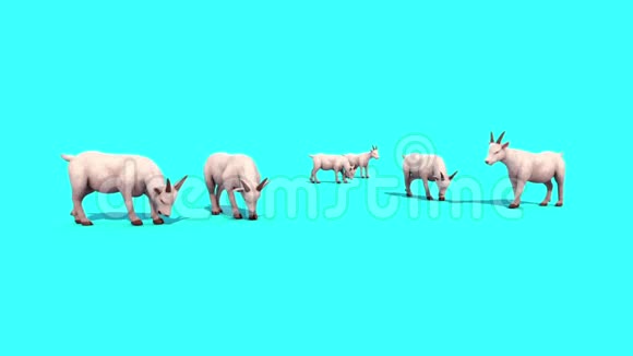 山羊群Graze动物蓝屏3D渲染动画视频的预览图
