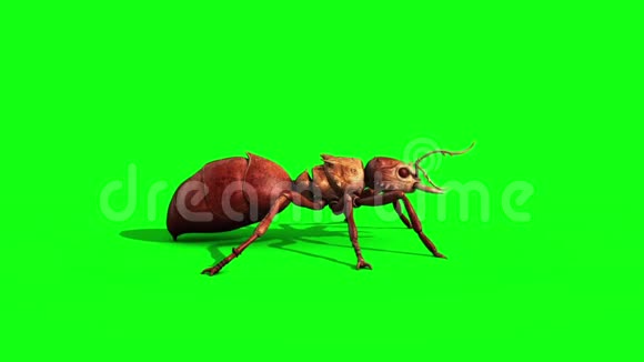 昆虫攻击与死亡侧绿幕三维渲染动画视频的预览图
