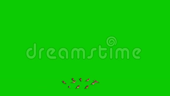 麻雀飞绿色屏幕三维渲染动画色度键视频的预览图