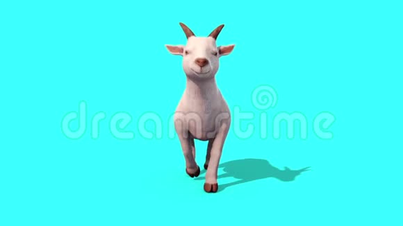 山羊行走周期动物正面蓝屏3D渲染动画视频的预览图
