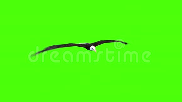 美国鹰飞绿色屏幕视频的预览图